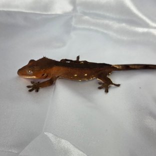 레드 바이 화이트포트홀