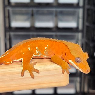 레드 바이 화이트포트홀