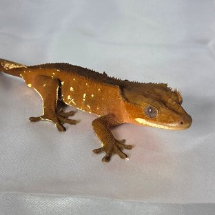 레드 바이 화이트포트홀