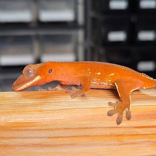 레드 바이 화이트포트홀