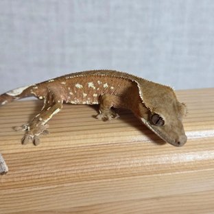 B04