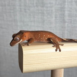 레드 바이 화이트포트홀