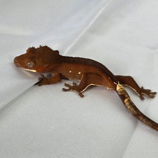 레드 바이 화이트포트홀