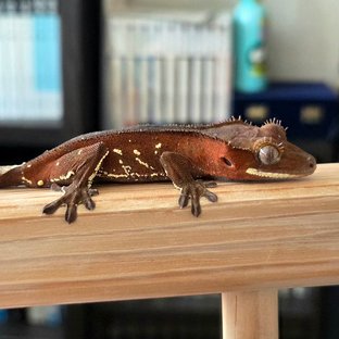 레드 바이 화이트포트홀