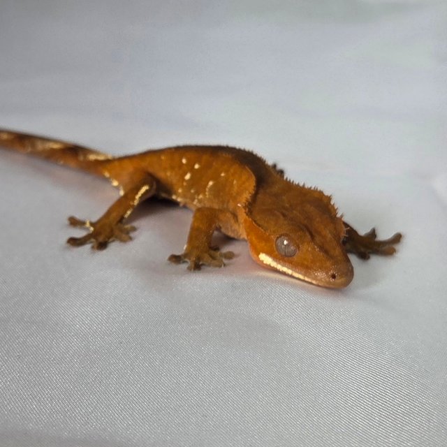 레드 바이 화이트포트홀