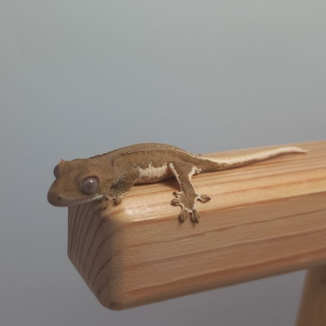 레드 팬텀 릴리화이트