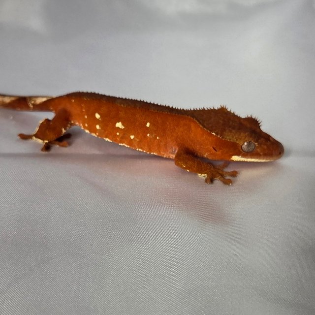 레드 바이 화이트포트홀