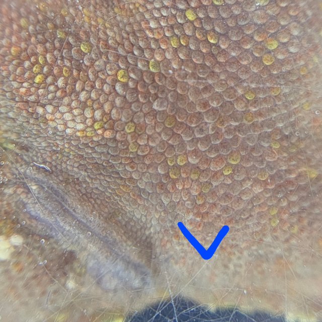 레드 바이 화이트포트홀