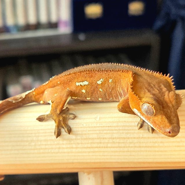 레드 바이 화이트포트홀