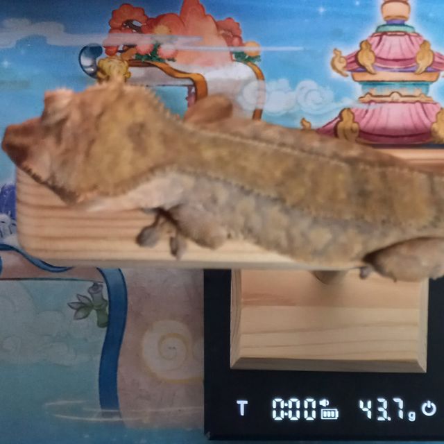팬텀 카푸치노