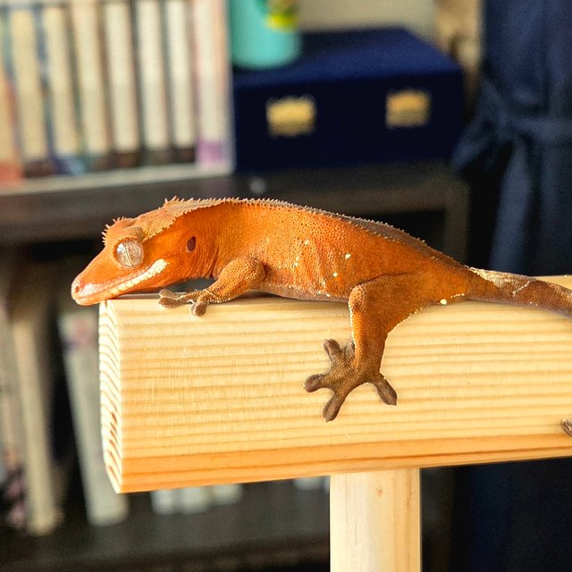 레드 바이 화이트포트홀