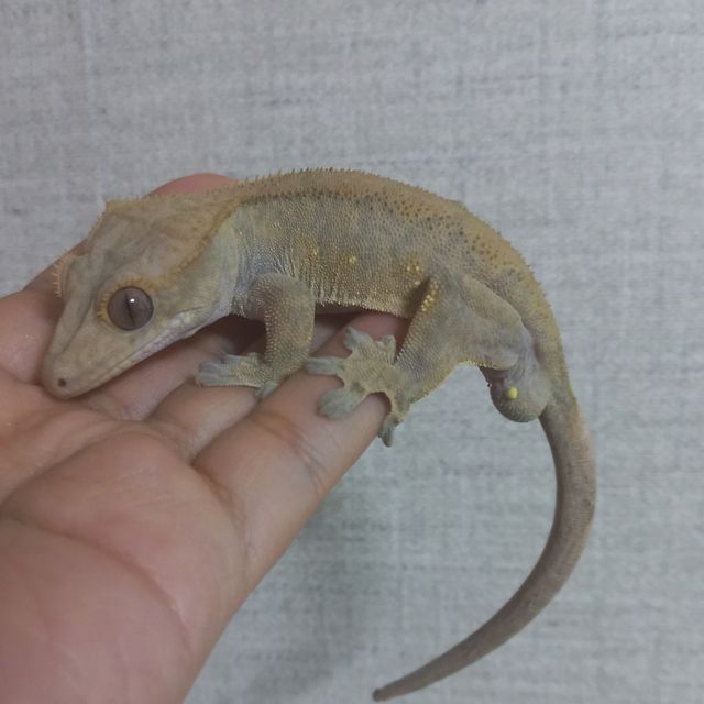챠콜