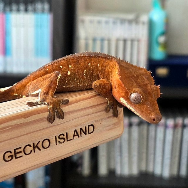 레드 바이 화이트포트홀