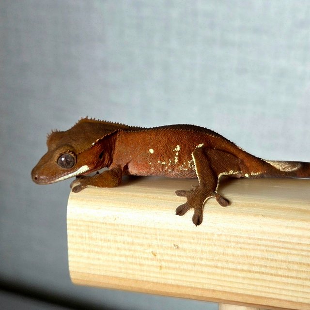 레드 바이 화이트포트홀