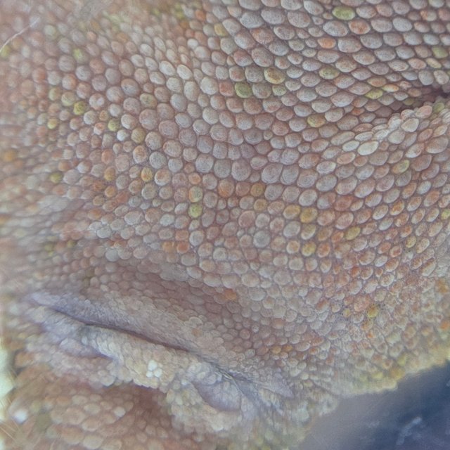 레드 바이 화이트포트홀