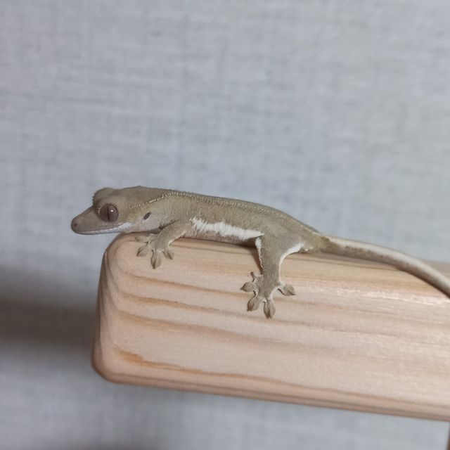 레드 팬텀 릴리화이트
