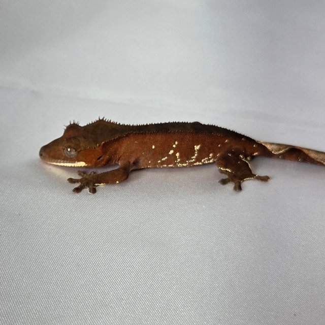 레드 바이 화이트포트홀