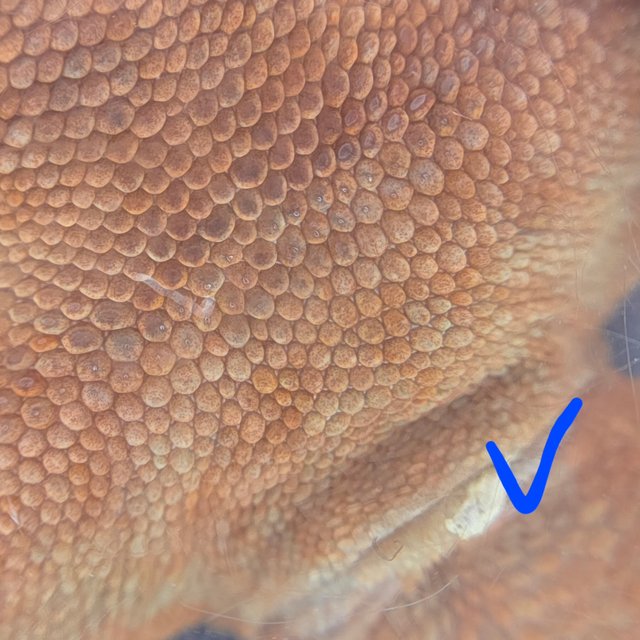 레드 바이 화이트포트홀