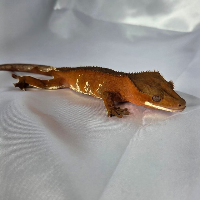 레드 바이 화이트포트홀