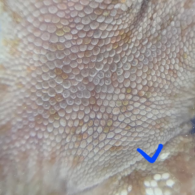 레드 바이 화이트포트홀