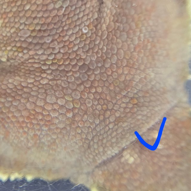 레드 바이 화이트포트홀