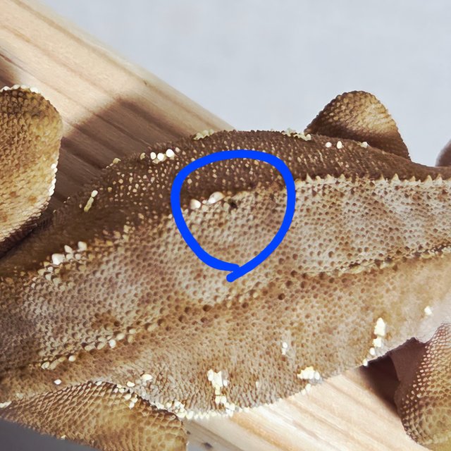 레드 바이 화이트포트홀