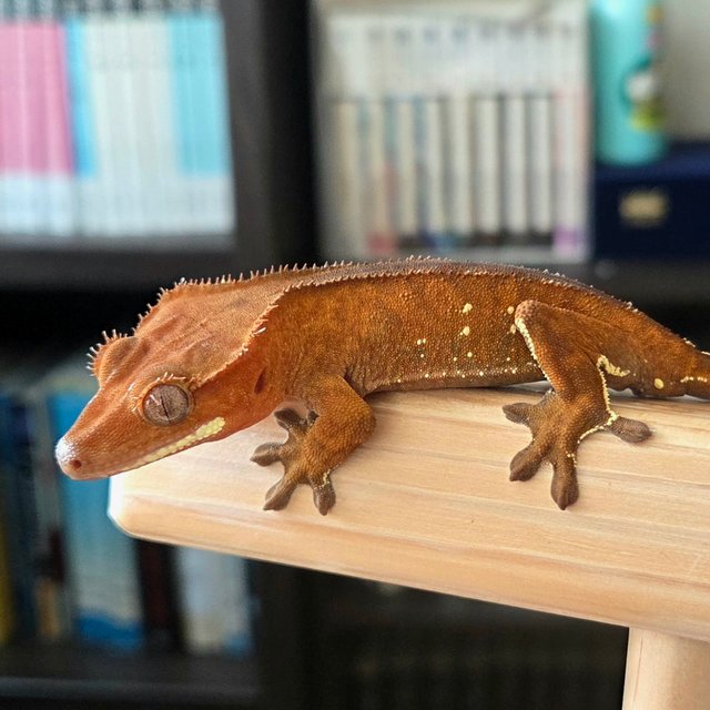 레드 바이 화이트포트홀