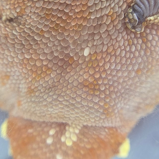 레드 바이 화이트포트홀