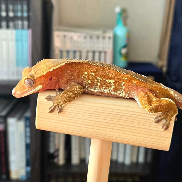 레드 바이 화이트포트홀