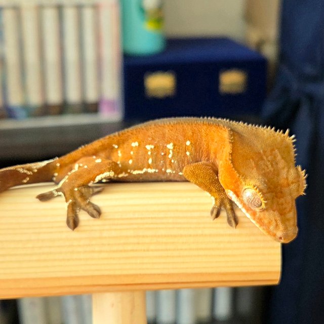 레드 바이 화이트포트홀