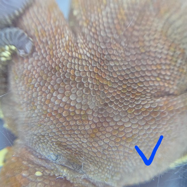 레드 바이 화이트포트홀