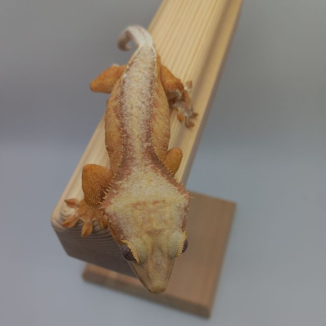크림 팬텀 릴리화이트