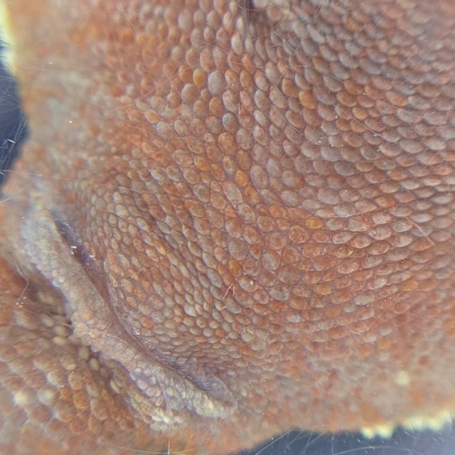 레드 바이 화이트포트홀