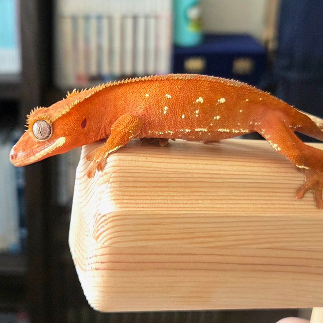 레드 바이 화이트포트홀