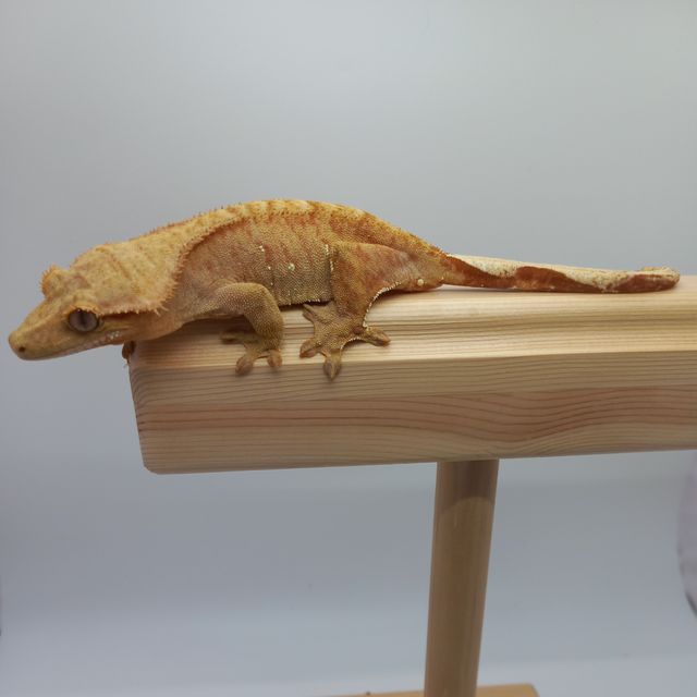 스트로베리