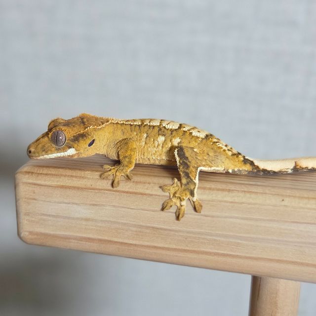 크림 화이트스팟