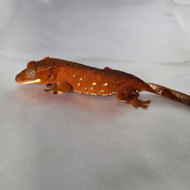 레드 바이 화이트포트홀