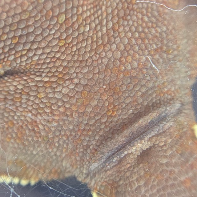 레드 바이 화이트포트홀