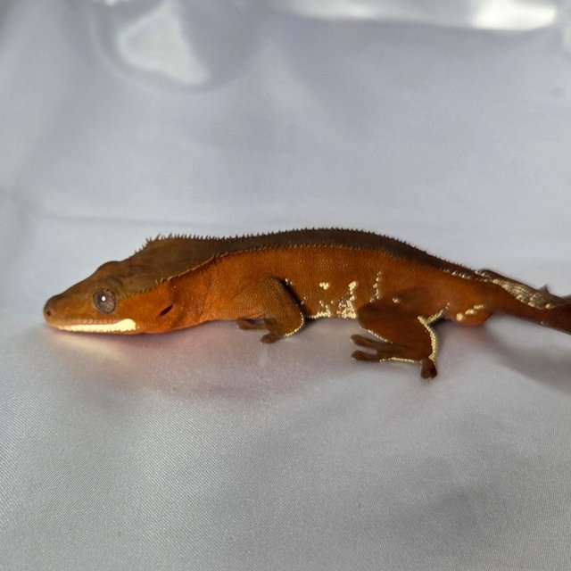 레드 바이 화이트포트홀