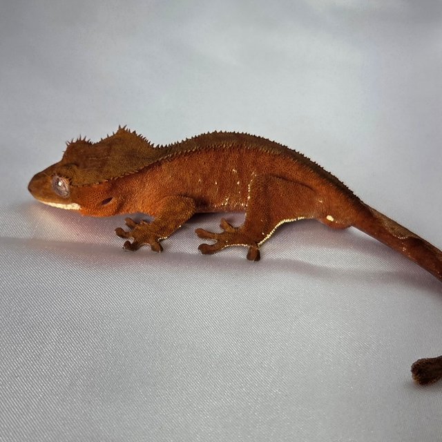 레드 바이 화이트포트홀