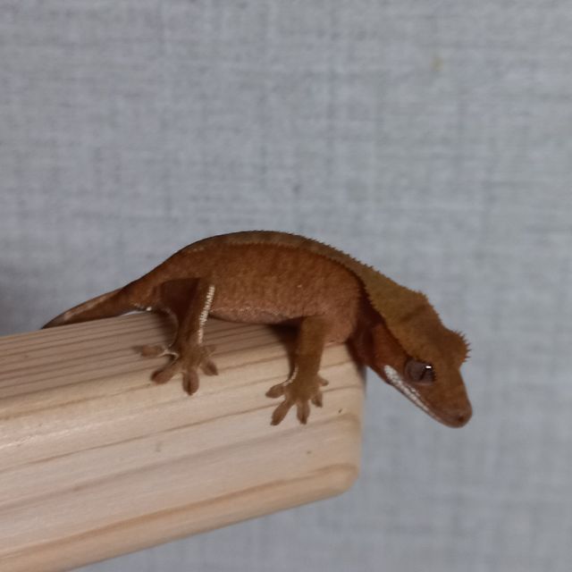 레드 바이