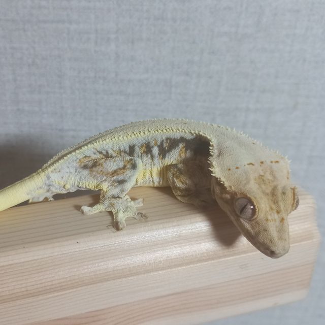 릴리화이트