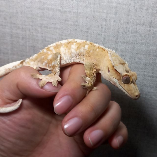 크림시클
