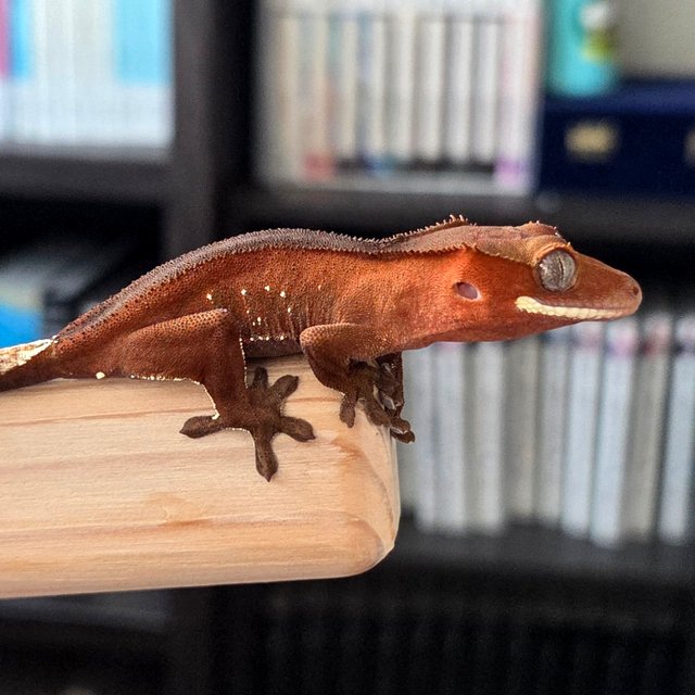 레드 바이 화이트포트홀