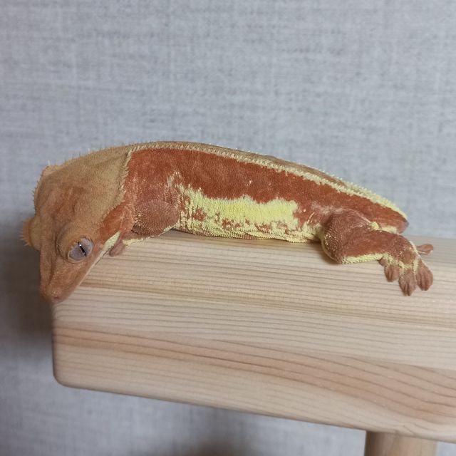 레드 팬텀 릴리화이트