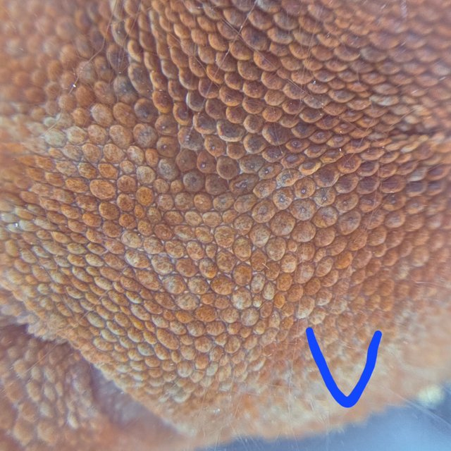 레드 바이 화이트포트홀