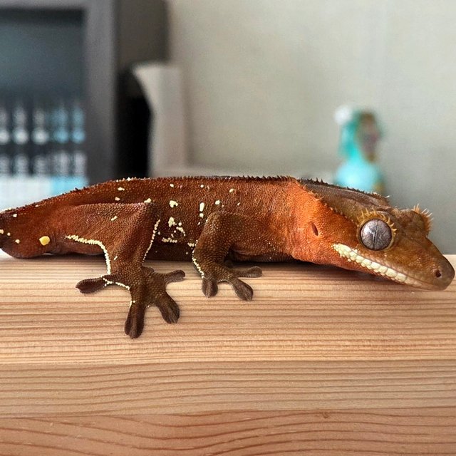 레드 바이 화이트포트홀