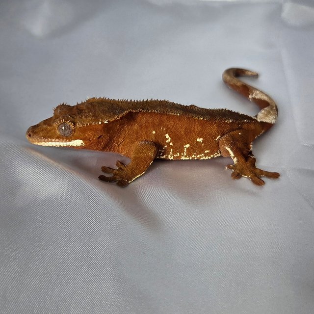 레드 바이 화이트포트홀