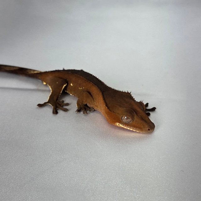 레드 바이 화이트포트홀