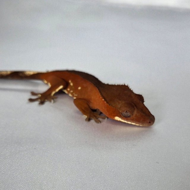 레드 바이 화이트포트홀